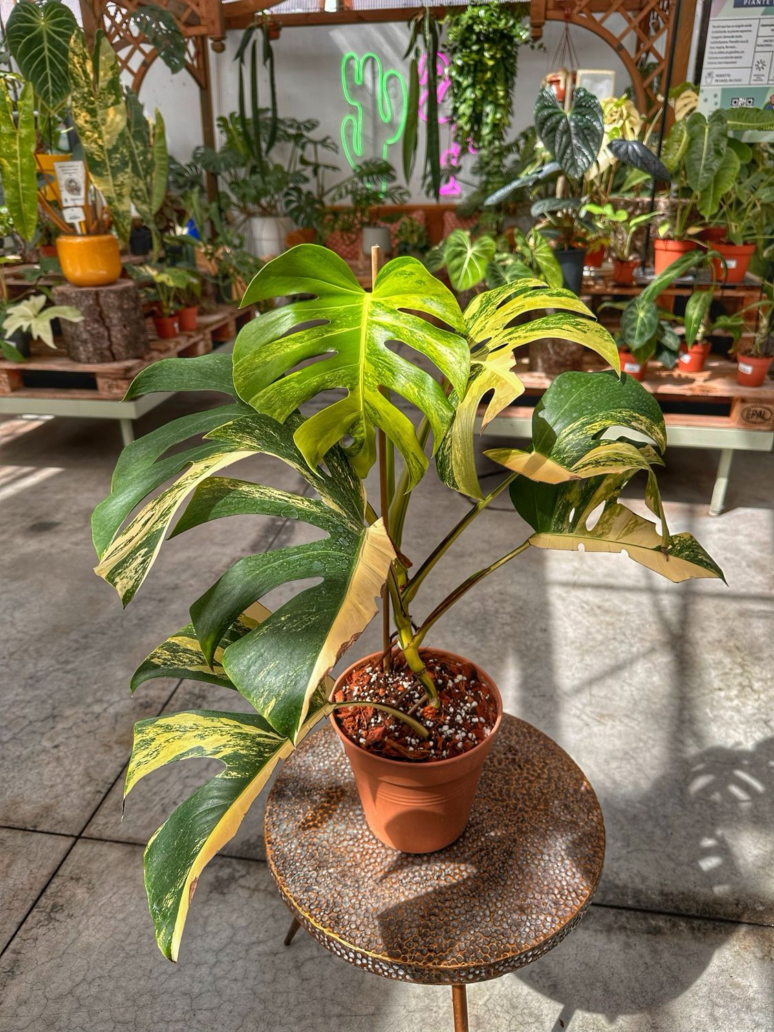 Monstera aureovariegata vaso cm 21 extra variegata