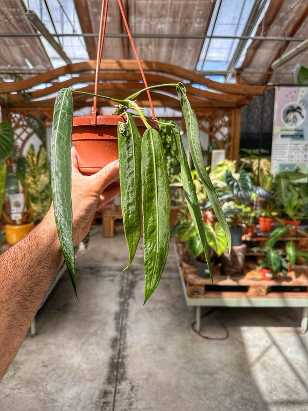 Anthurium pallidiflorum vaso cm 14