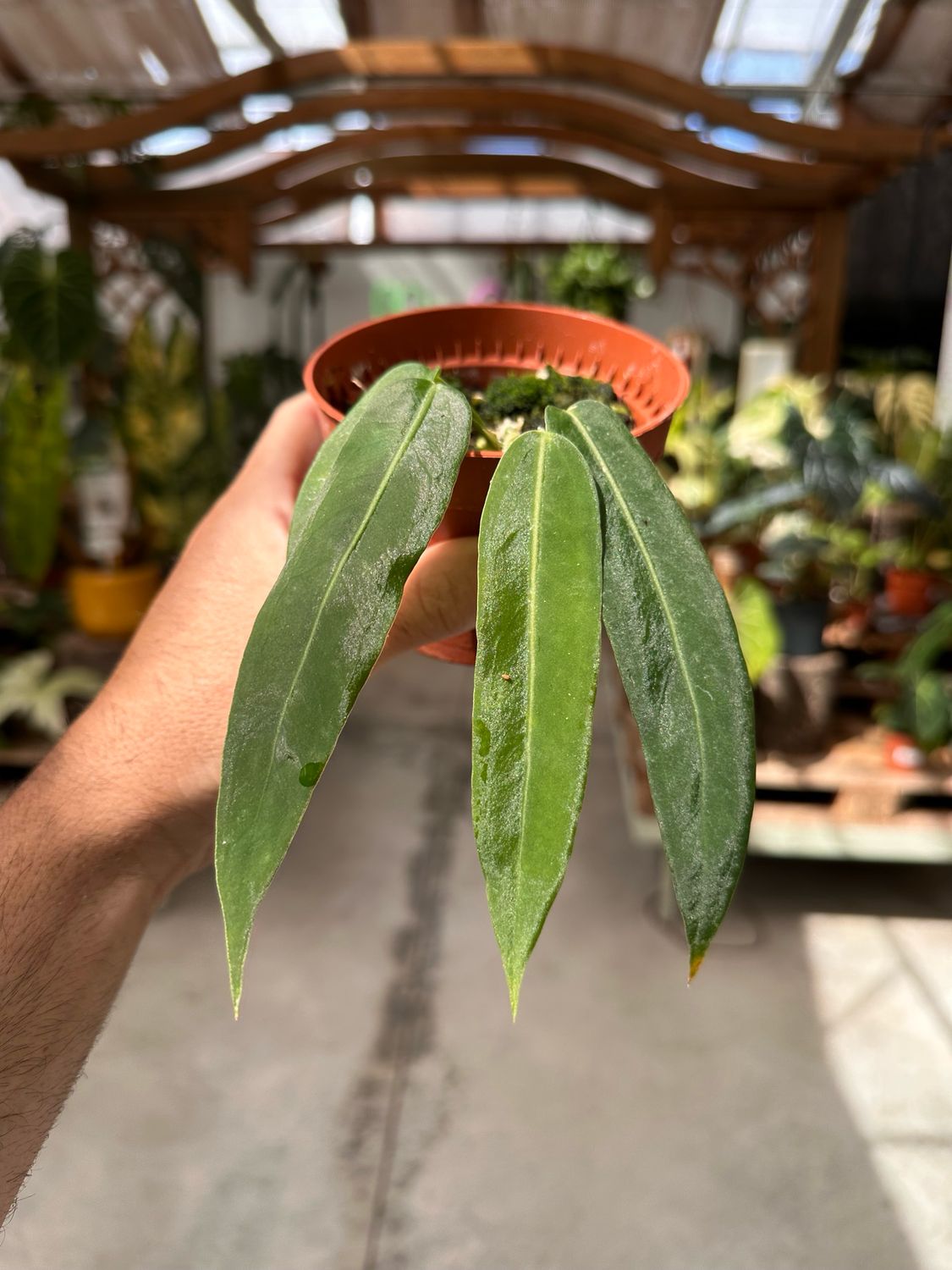 Anthurium pallidiflorum vaso cm 10,5
