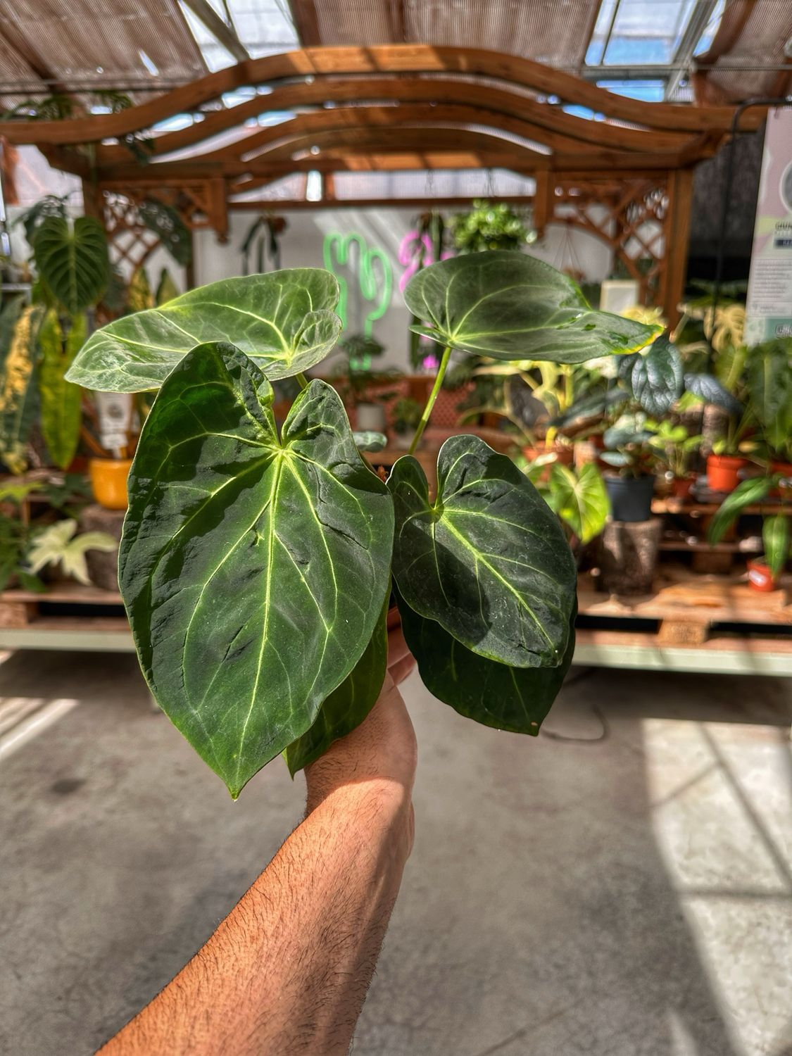 Anthurium magnificum vaso cm 13
