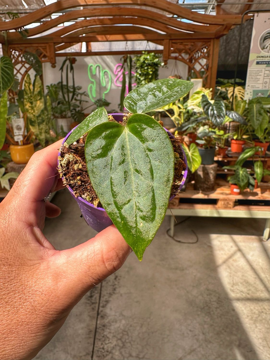 Anthurium magnificum x luxurians