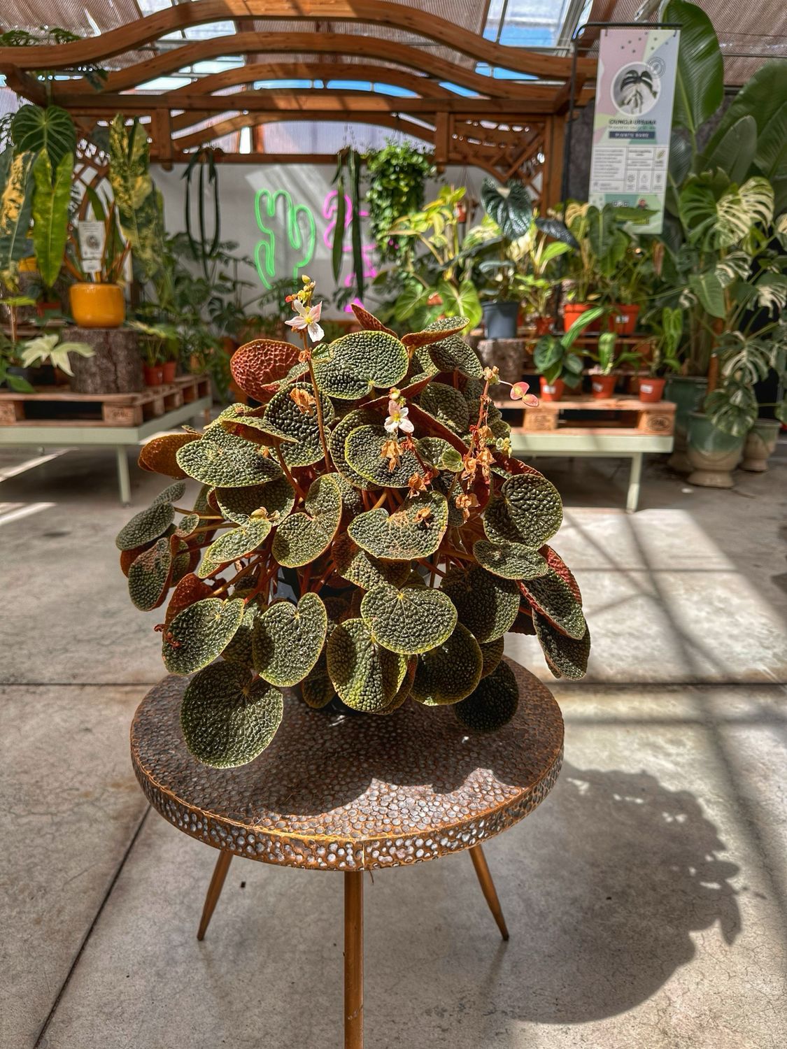 Begonia bullatifolia vaso cm 21