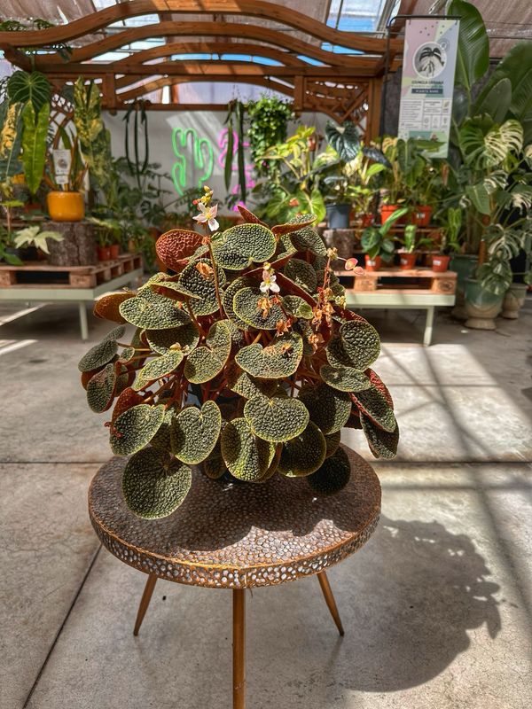 Begonia bullatifolia vaso cm 21