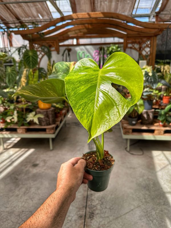 Monstera aureovariegata vaso cm 11