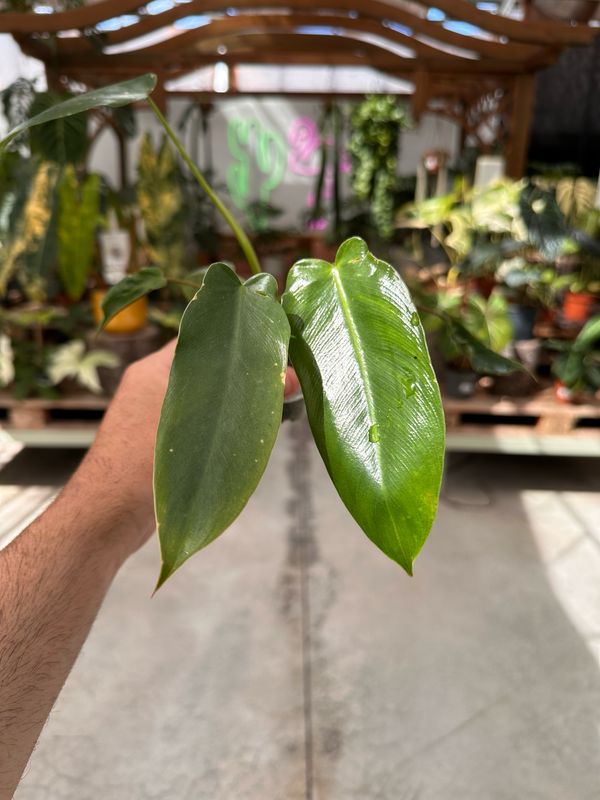 Philodendron spiritus sanciti vaso cm 7