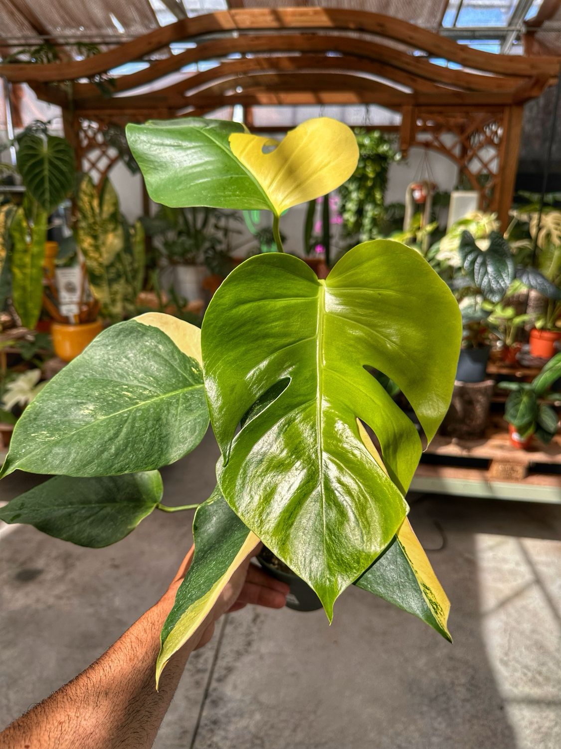 Monstera aurea L vaso cm 13