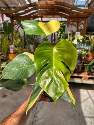 Monstera aurea L vaso cm 13