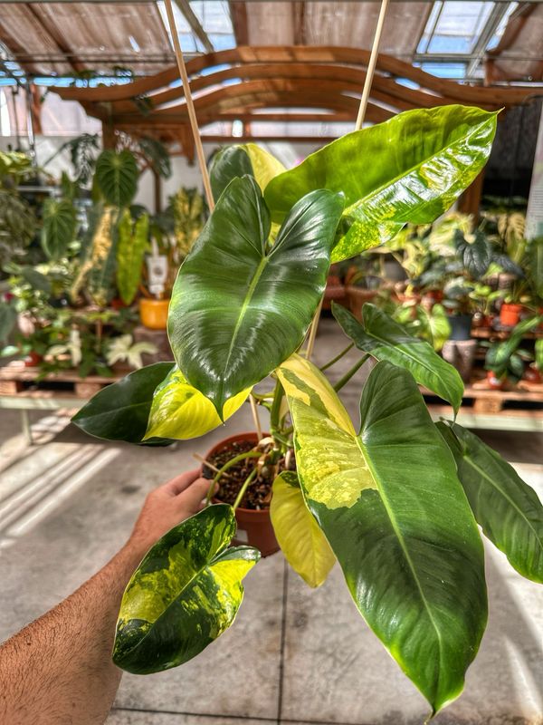 Philodendron burle Marx variegata vaso cm 14