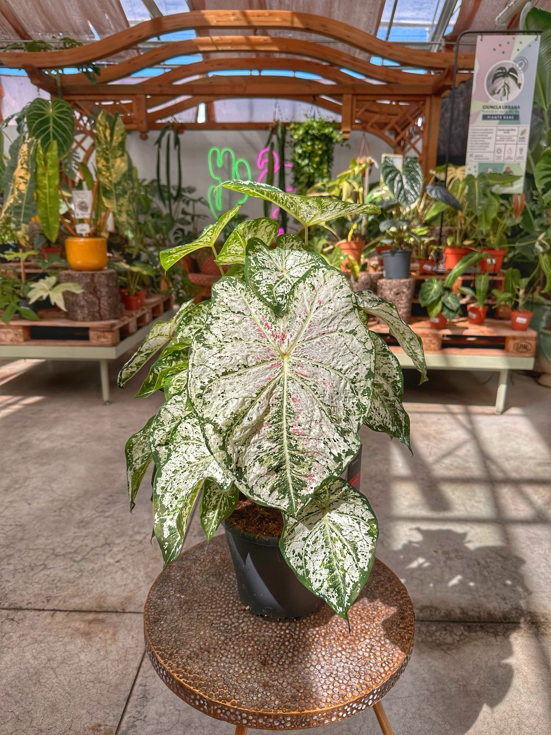 Caladium blanco vaso cm 21