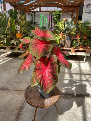 Caladium red flash caso cm 21