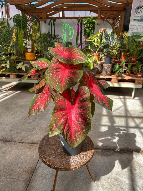 Caladium red flash caso cm 21