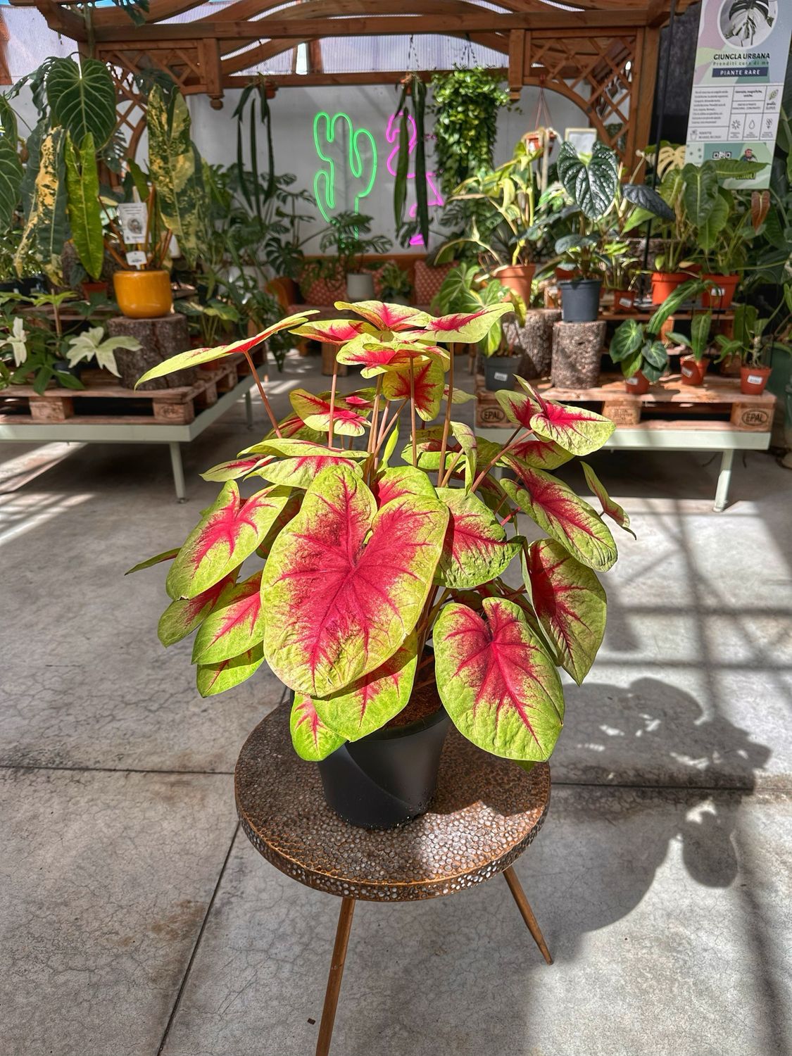 Caladium lemon blush vaso cm 21