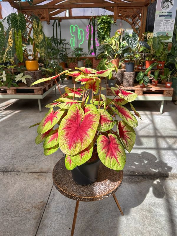 Caladium lemon blush vaso cm 21