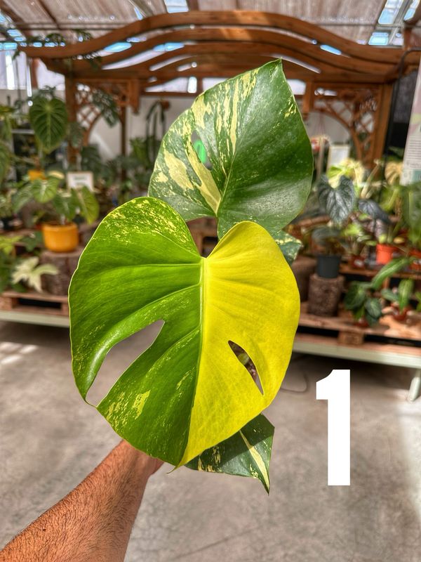 Monstera super aurea new cultivar vaso cm 12