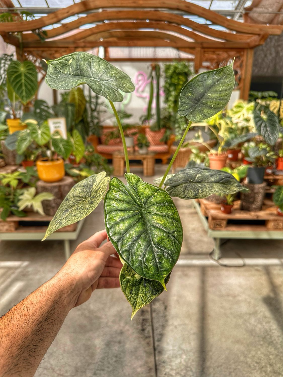 Alocasia Dragon scale variegata