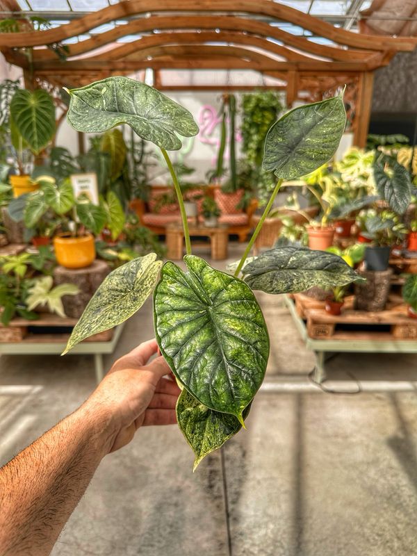 Alocasia Dragon scale variegata