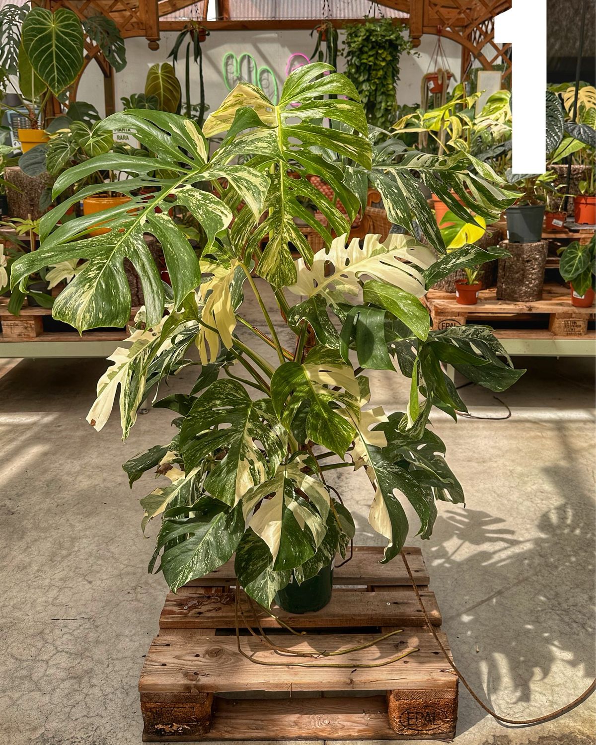 Monstera albo super white vaso cm 21 altezza 100 cm