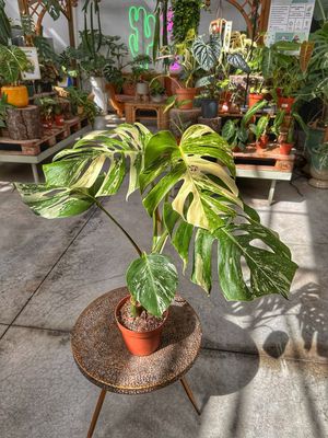 Monstera albovariegata super white vaso cm 17