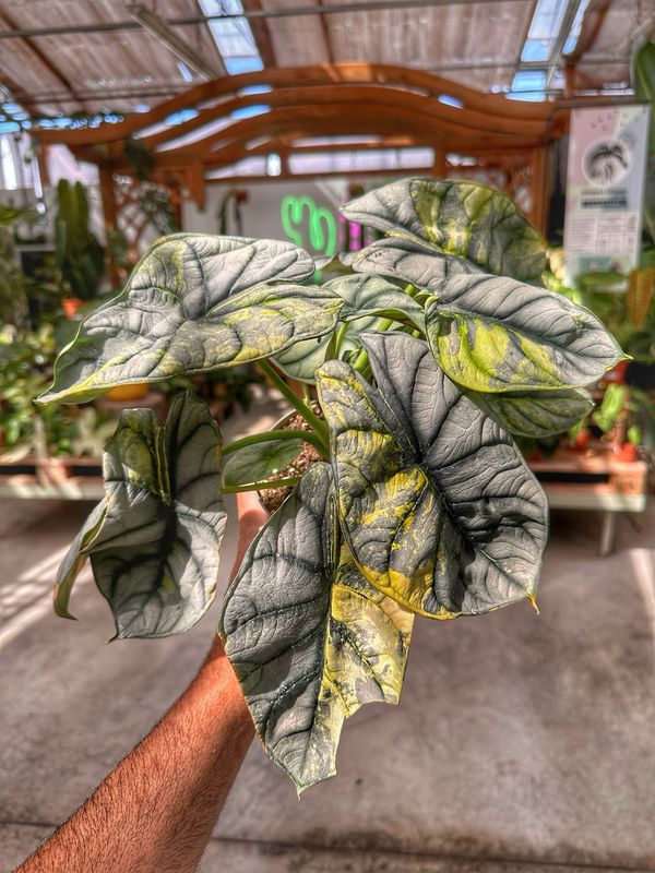 Alocasia silver dragon aureo variegata L vaso cm 12