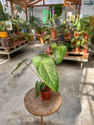 Anthurium magnificum x nigrolaminum Gigi vaso cm 17