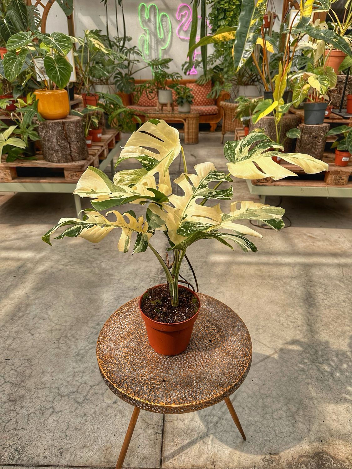 Monstera white ghost vaso cm 17
