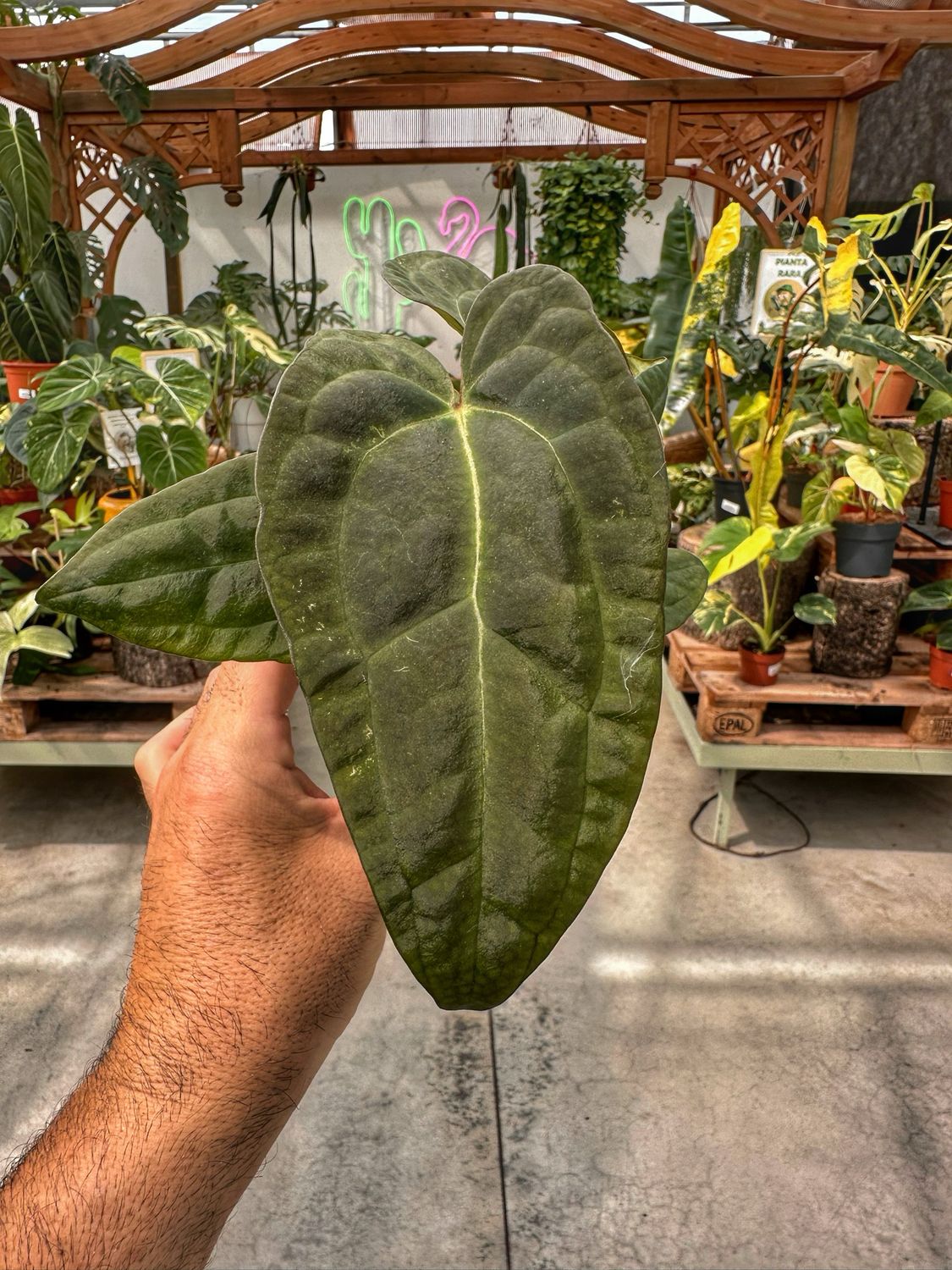 Anthurium ace of spades x papillaminum cm 7