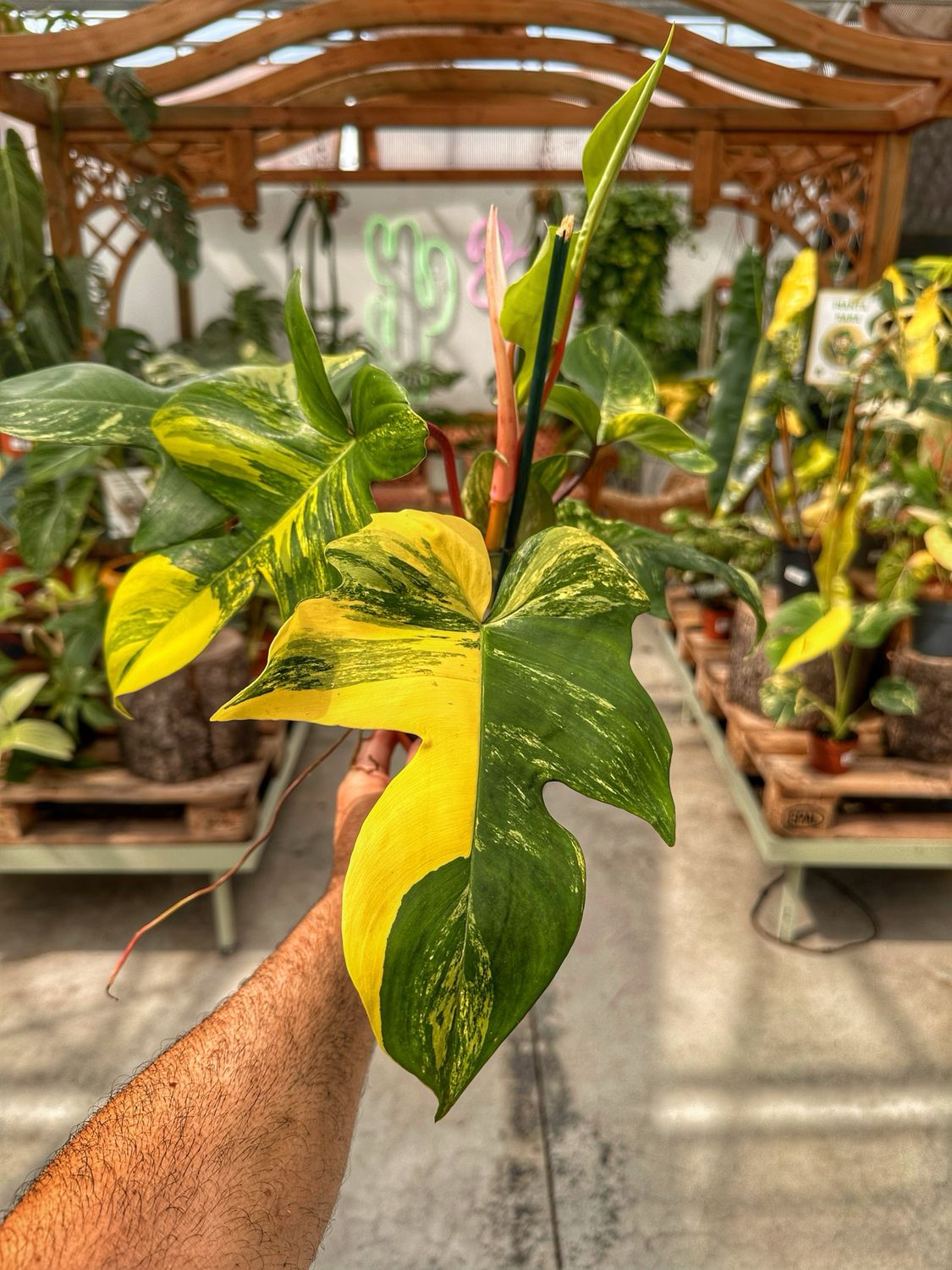 Philodendron Florida beauty vaso cm 14