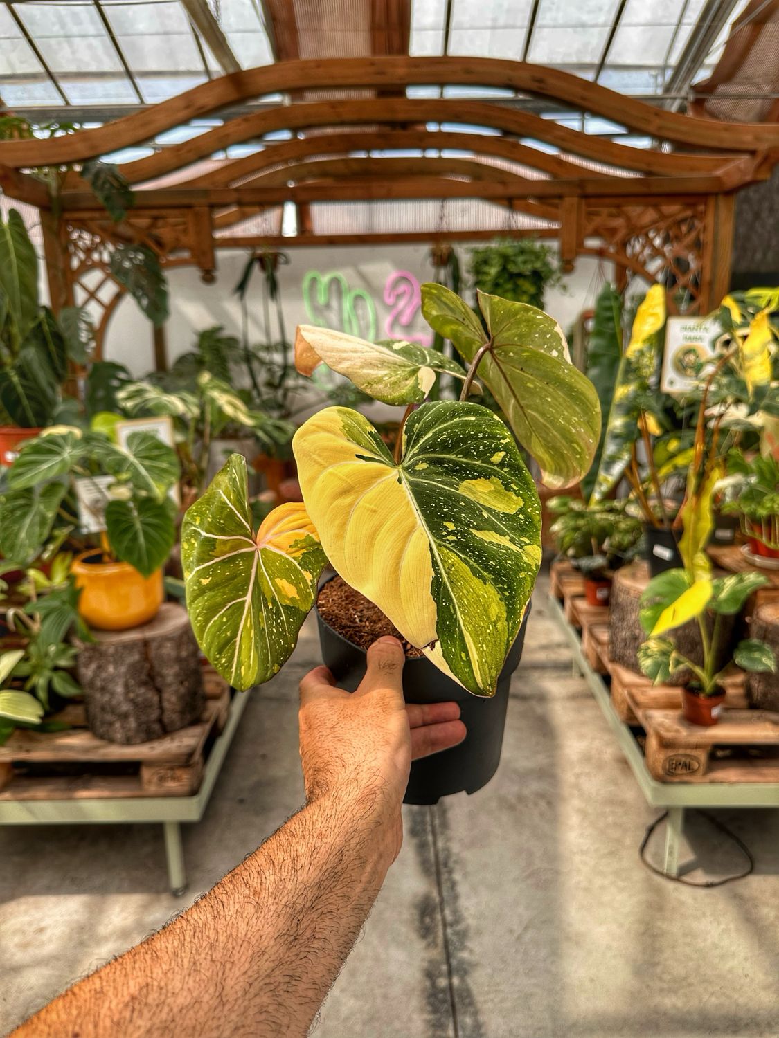 Philodendron gloriosum tricolor variegata vaso cm 17