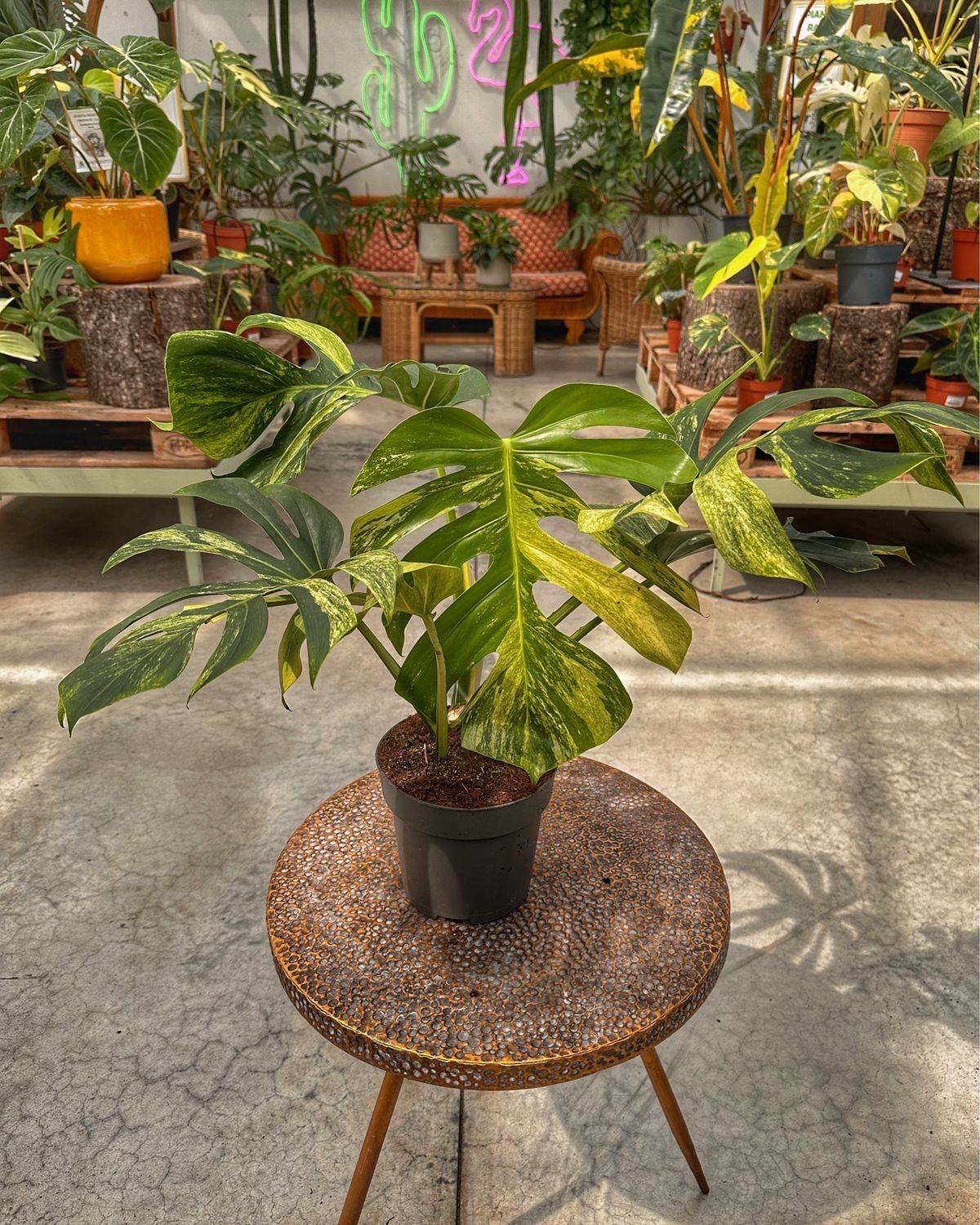 Monstera jungle Mint vaso cm 17