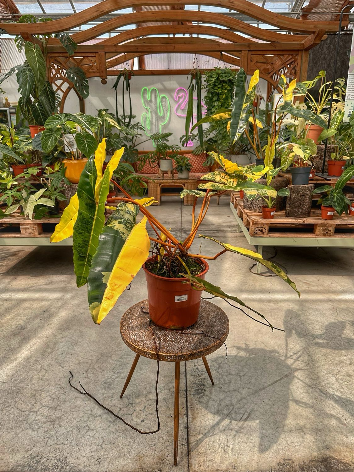 Philodendron billietiae variegata XXL vaso cm 24 numero 2