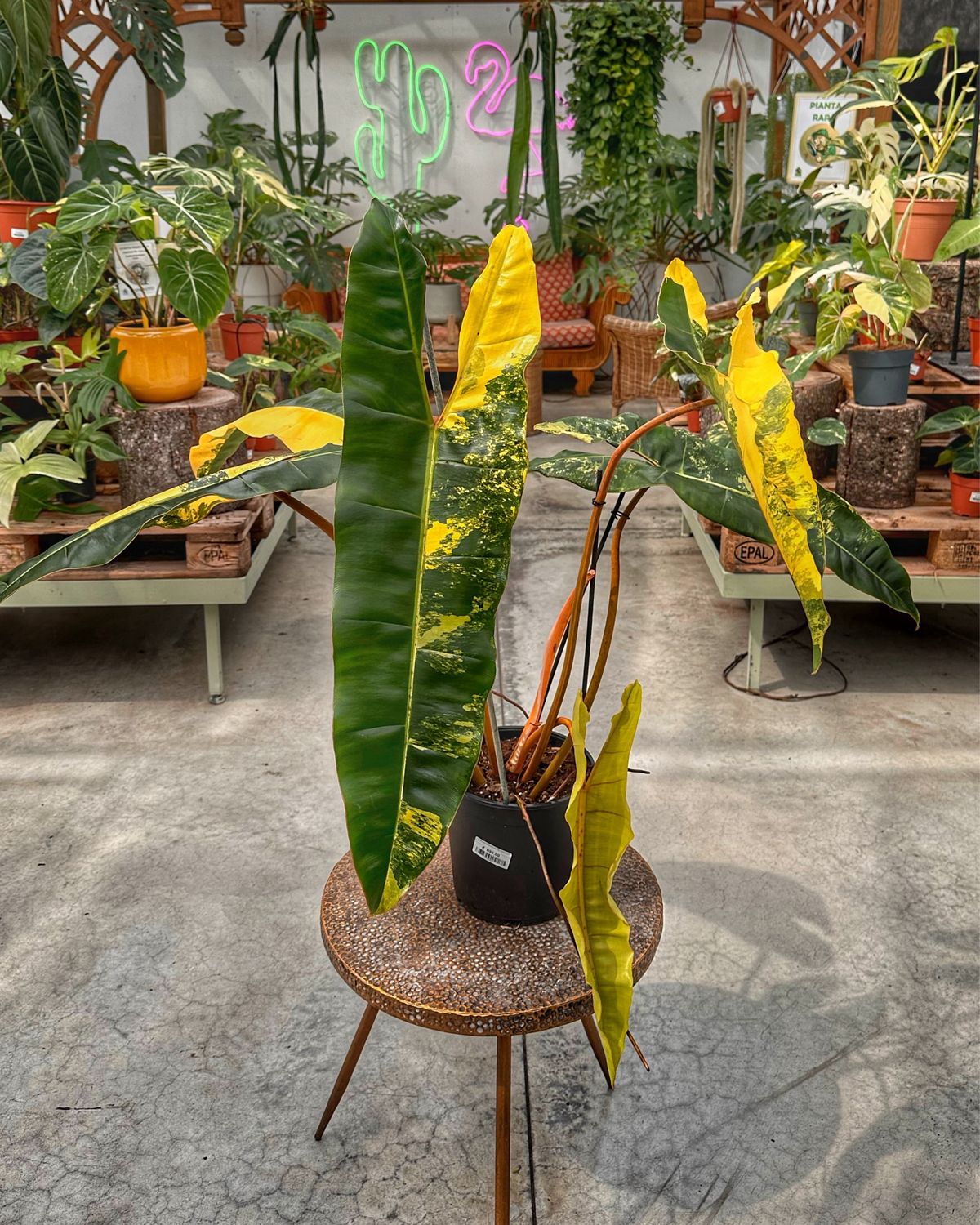 Philodendron billietiae variegata XXL vaso cm 19 numero 1
