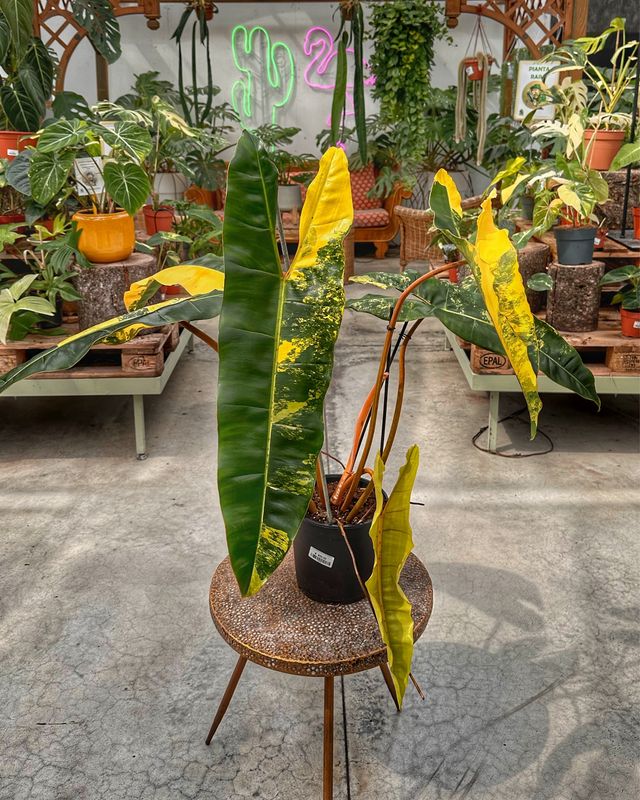 Philodendron billietiae variegata XXL vaso cm 19 numero 1