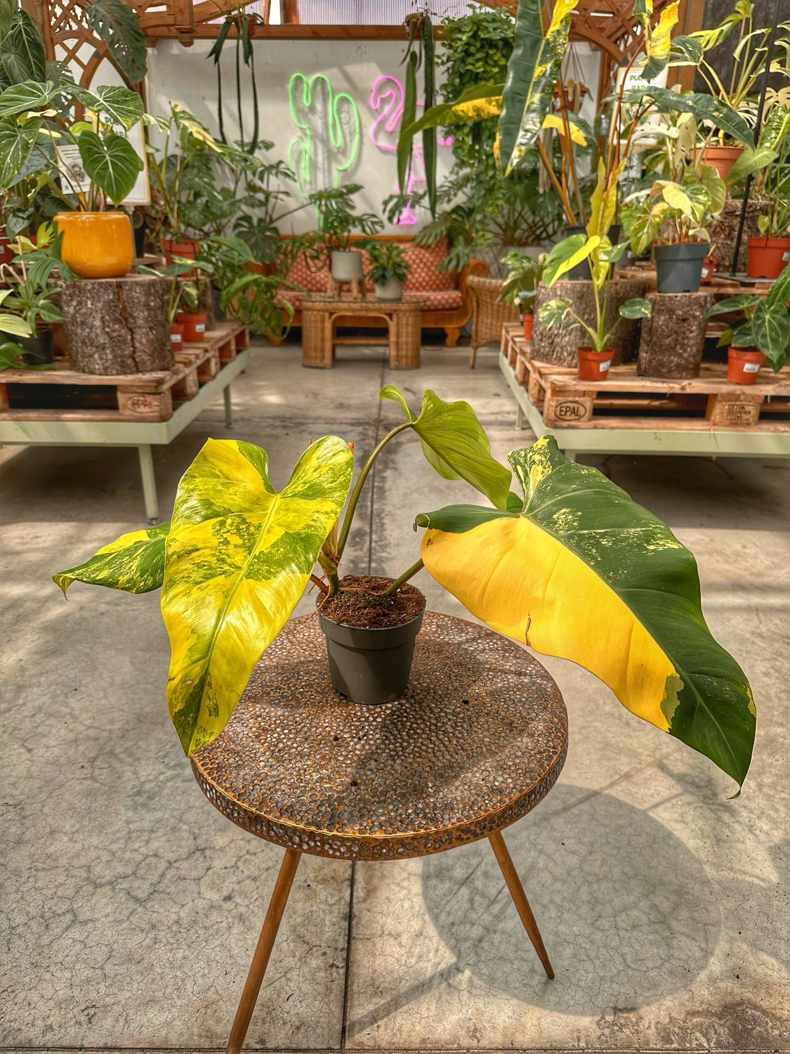 Philodendron domesticum variegata vaso cm 14 extra variegato