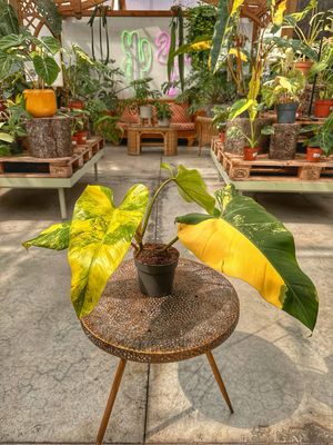 Philodendron domesticum variegata vaso cm 14 extra variegato
