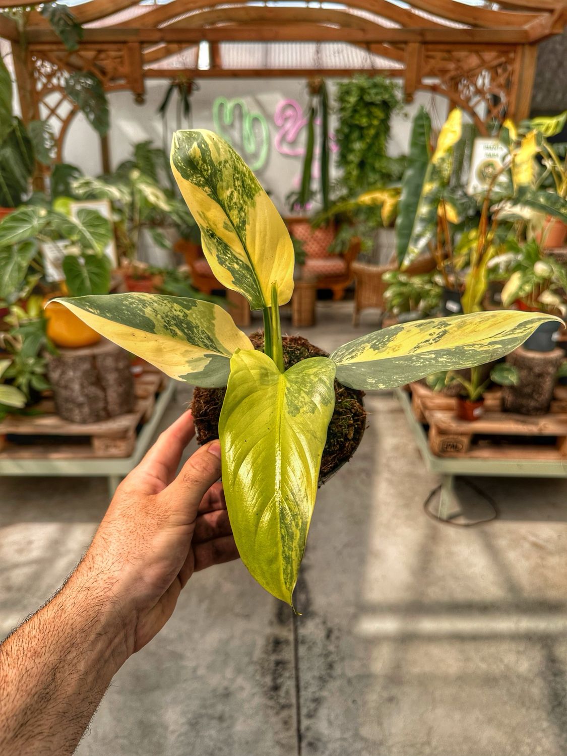 Philodendron hastatum aureovariegata