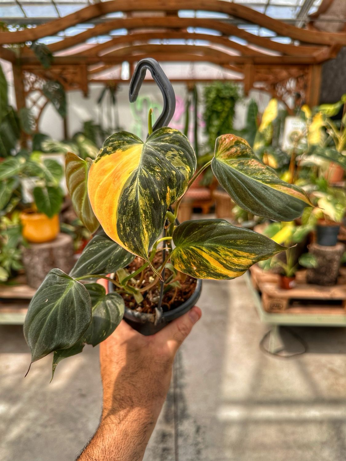 Philodendron micans aurea vaso cm 12