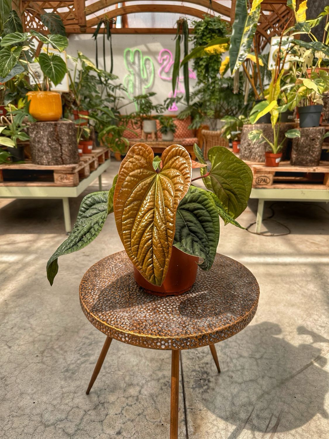 Anthurium luxurians x radicans XXL vaso cm 21