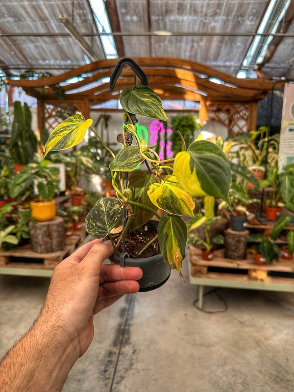 Philodendron micans aurea vaso cm 12