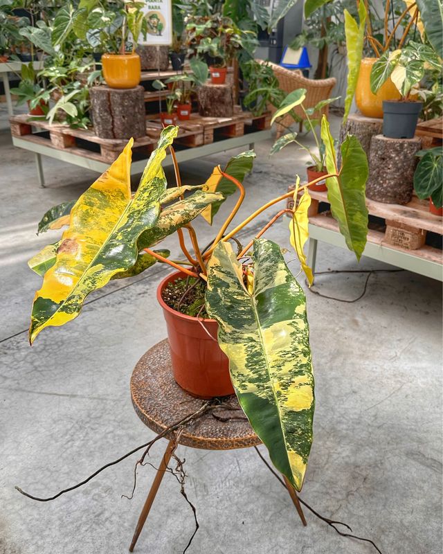 Philodendron billietiae variegata XXL vaso cm 24 numero 2