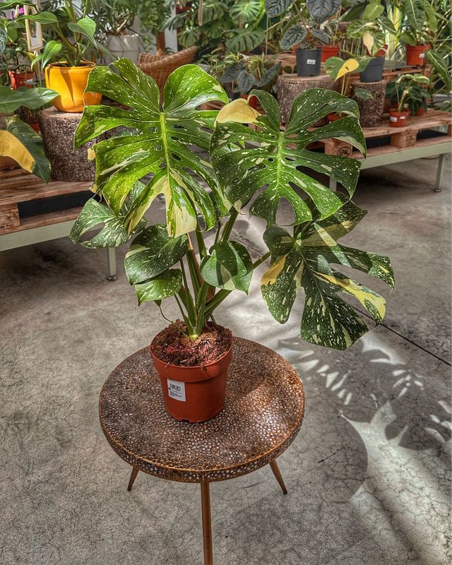 Monstera thai constellation M vaso cm 17