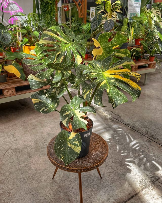 Monstera thai constellation qualità extra vaso cm 23 numero 4