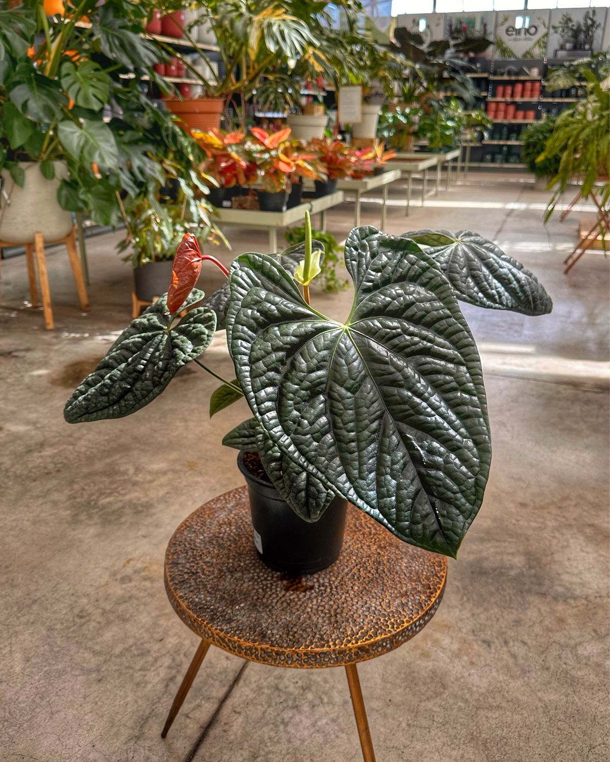 Anthurium luxurians XL vaso cm 19