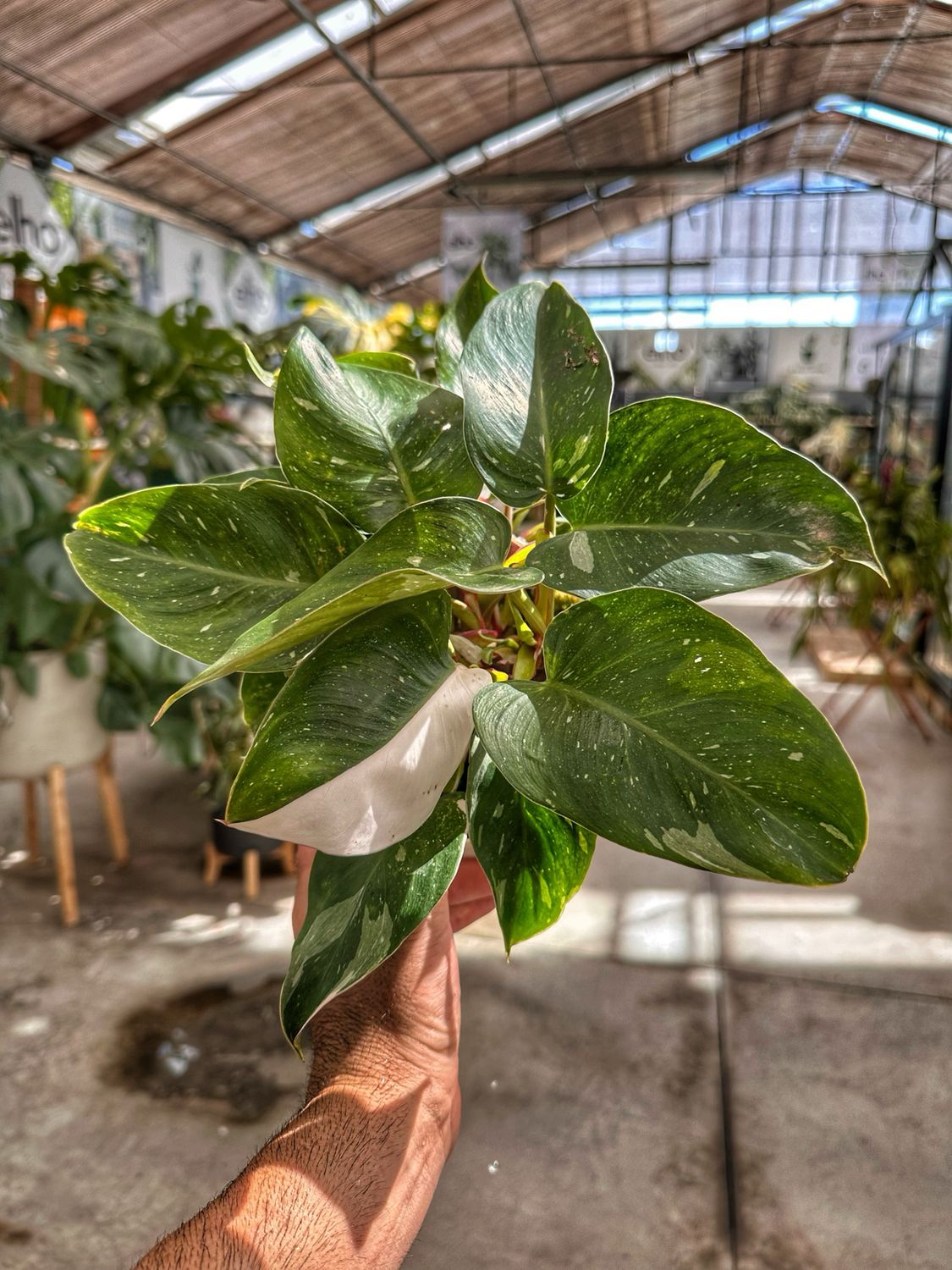 Philodendron white princess vaso cm 12