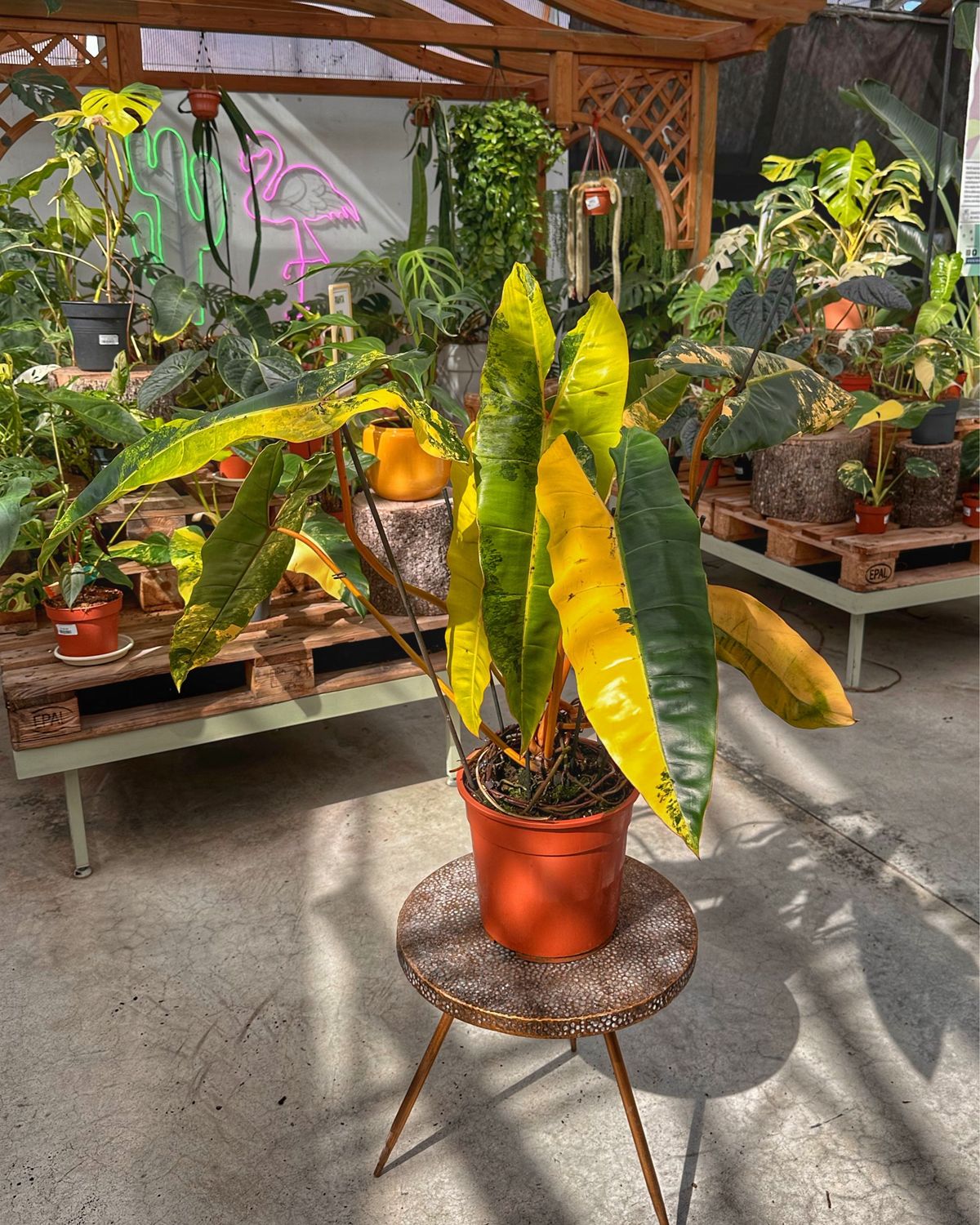 Philodendron billietiae variegata XXL vaso cm 27 numero 1