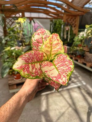 Aglaonema jazz red vaso cm 12