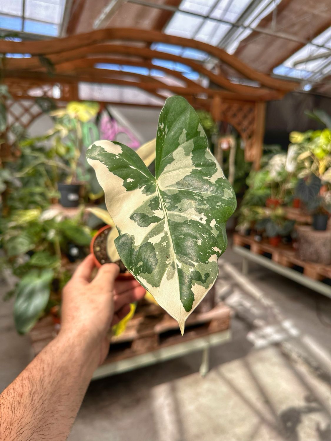 Alocasia Macrorrhiza variegata vaso cm 14