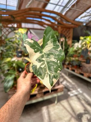 Alocasia Macrorrhiza variegata vaso cm 14