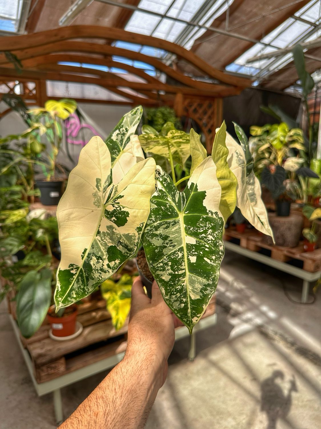 Alocasia frydek extra White vaso cm 14