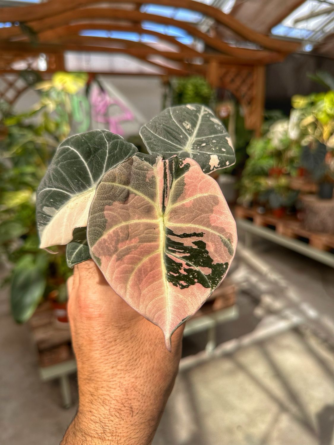 Alocasia black velvet variegata vaso cm 6