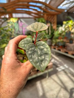 Anthurium luxurians baby vaso cm 6